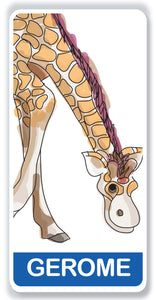 Gerome the giraffe